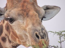 Giraffe in close-up