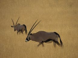 Oryantilopen in der Kalahari
